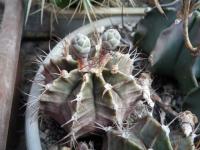 DSCN0426.jpg