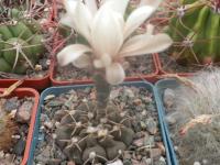 DSCN0495.jpg