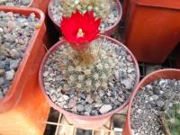 DSCN0515.jpg