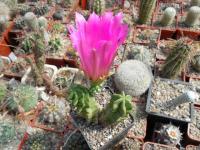 DSCN0517.jpg