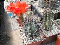 DSCN0521.jpg