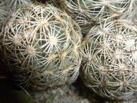 DSCN4309.jpg
