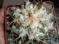 DSCN5305.jpg