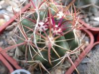 DSCN5636.jpg