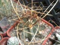 DSCN7078.jpg
