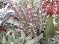 DSCN7238.jpg