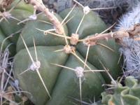 DSCN7349.jpg