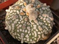 DSCN7784.jpg