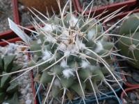 DSCN7831.jpg