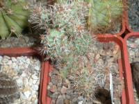 DSCN7879.jpg