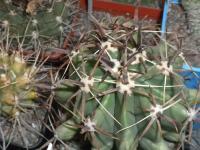 DSCN7895.jpg