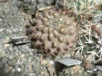 DSCN7923.jpg