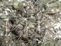 DSCN7929.jpg