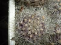 DSCN7939.jpg
