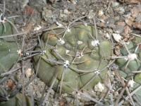 DSCN7951.jpg