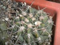 DSCN7954.jpg