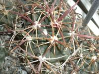DSCN7960.jpg