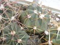 DSCN8004.jpg