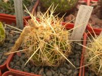 DSCN8249.jpg