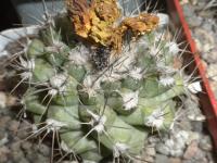 DSCN8323.jpg
