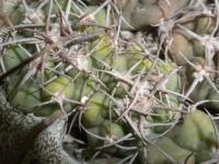 DSCN8338.jpg