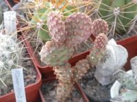 DSCN8482.jpg
