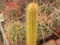 DSCN8555.jpg