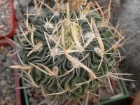 DSCN8587.jpg