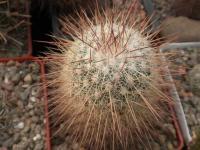 DSCN8592.jpg