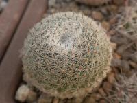 DSCN8595.jpg