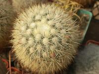 DSCN8604.jpg