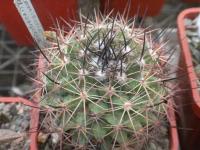 DSCN8621.jpg