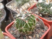 DSCN8627.jpg