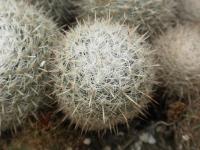 DSCN8633.jpg
