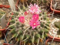 DSCN8752.jpg