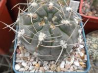 DSCN8775.jpg