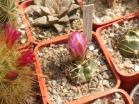 DSCN8871.jpg