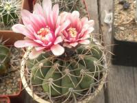 DSCN8929.jpg