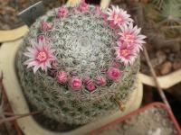 DSCN8951.jpg