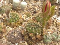 DSCN8960.jpg