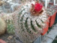 DSCN9090.jpg