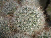 DSCN9130.jpg