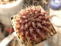 DSCN9138.jpg