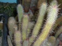DSCN9540.jpg