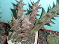 DSCN9560.jpg