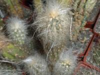 DSCN9608.jpg