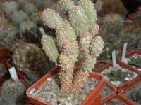 DSCN9660.jpg